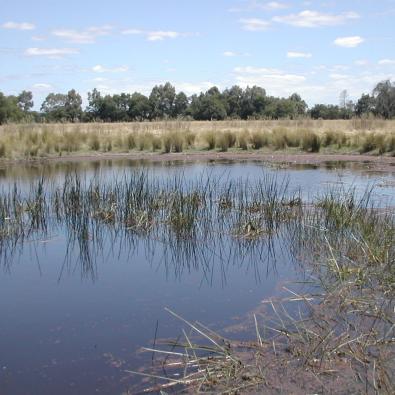 A wetland habitat ideal for frogs
