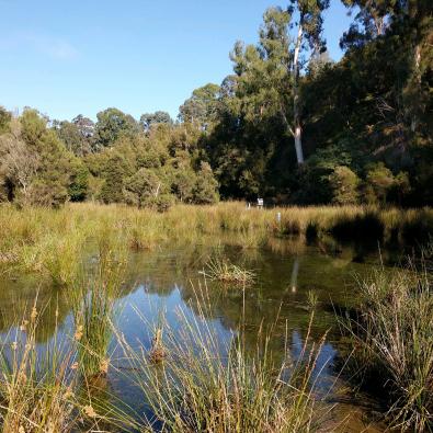 environmental wetlands