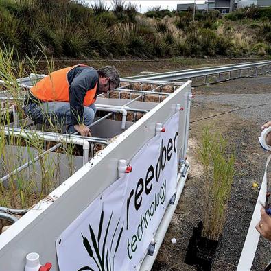 Employees at the reed bed trial at Tarago Water Treatment Plant