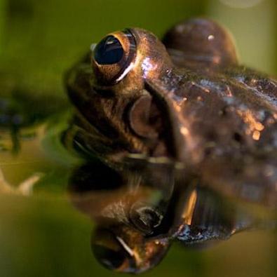 Frog swimming in water