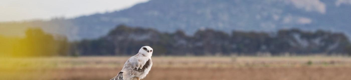A bird with the mountain behind it