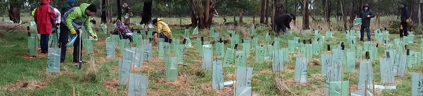 Community members weeding and tree planting