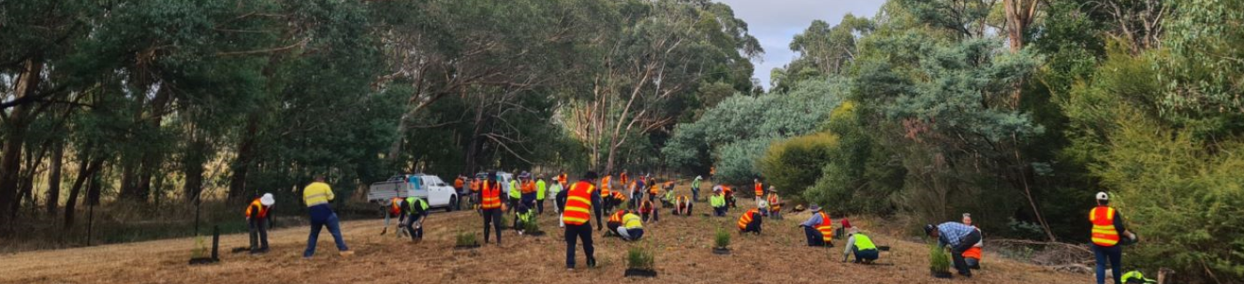 Habitat expansion the key to saving the Leadbeater’s Possum from extinction