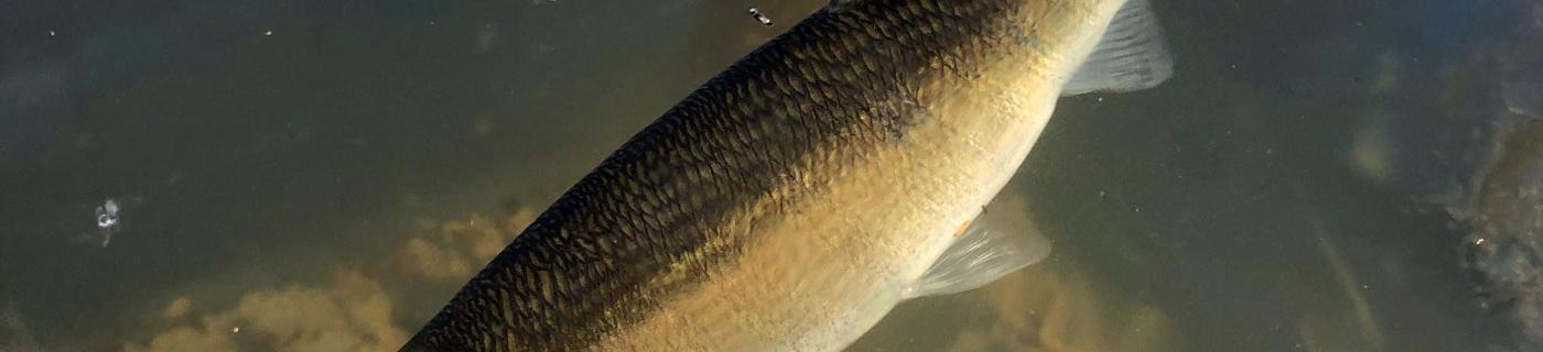 Grayling fish