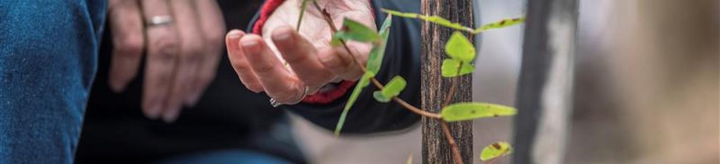 Close up of community member handling a seedling