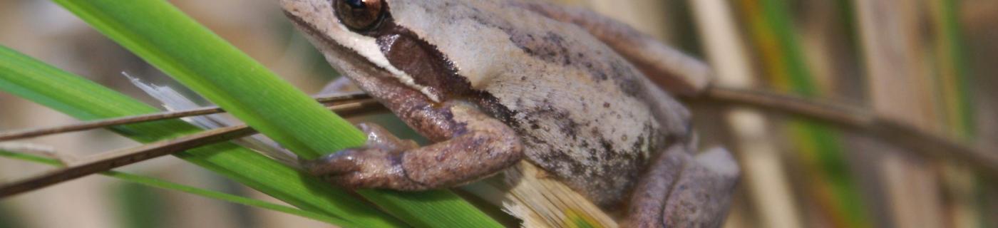 Southern brown tree frog, sitting on a reed.