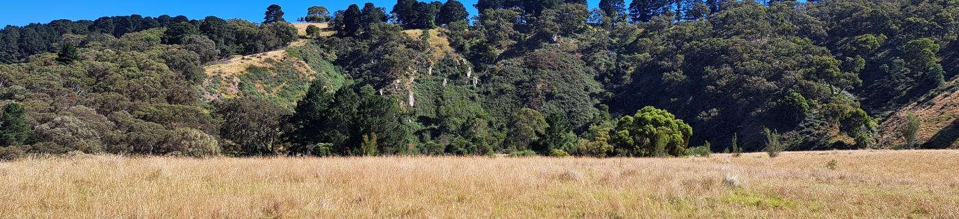 A field with trees in the background