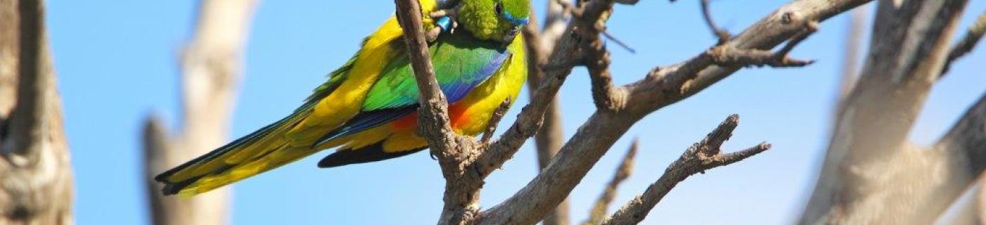 Image of an orange bellied parrot