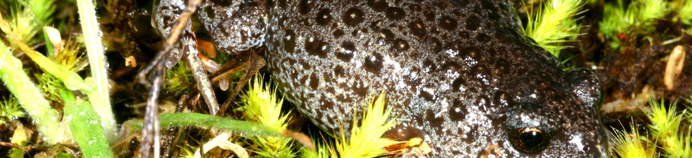 A green and black speckled frog from the P. semimarmorata family