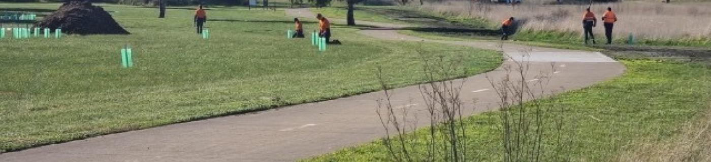 people planting trees in grass