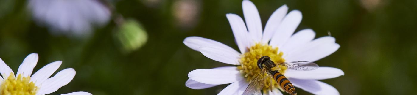 Bee on a flower