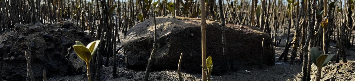 Habitat restoration enhances Ramsar wetlands for native fish