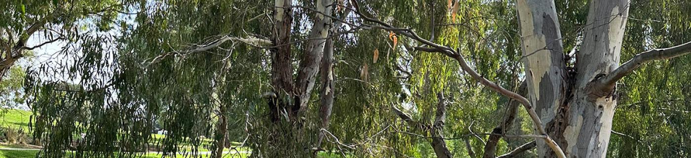 Gum tree overhangs Stony Creek in a natural-looking environment at Yarraville