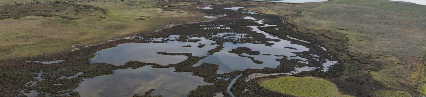 Melbourne Water helps revegetate and rejuvenate the Ramsar wetlands