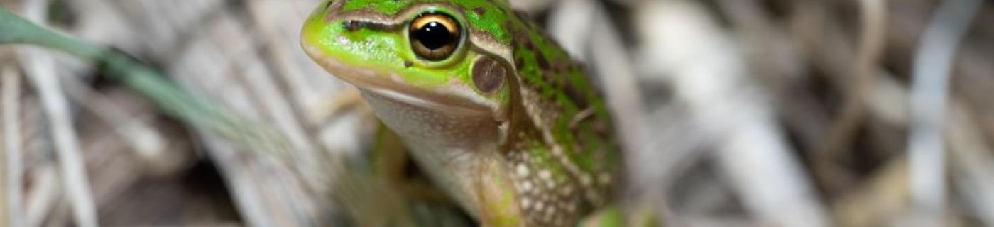 Photo credit: Dylan McClean, Ecology Australia