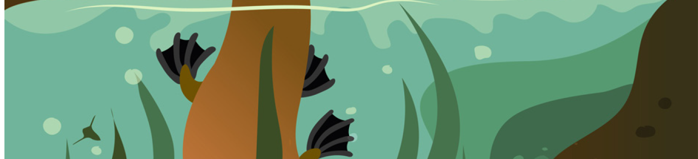 Illustration of platypus searching for waterbugs underwater