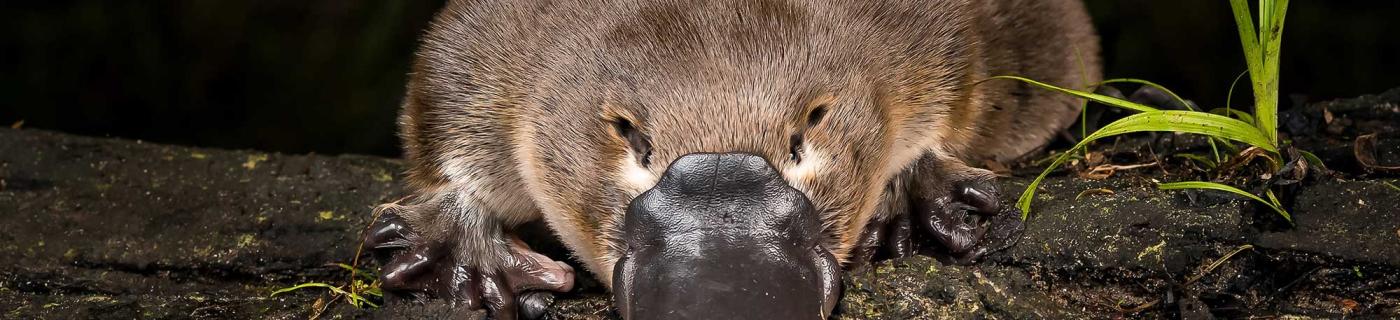 Platypus sits on a log at night