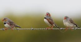 Birds