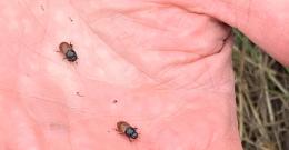 Two Dung Beetles on a hand
