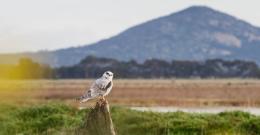 A bird with the mountain behind it