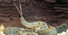Dytiscid larva