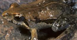 Frog 1 Thumbnail