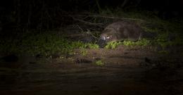 platypus on bank Thumbnail