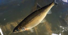 Grayling fish