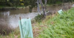 shrub and tree planting along a waterway