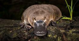 Platypus