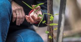 Close up of community member handling a seedling