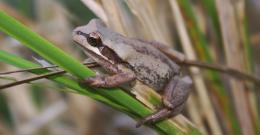 Southern brown tree frog, sitting on a reed.