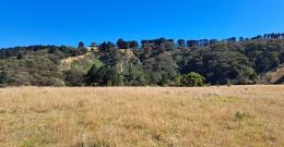 A field with trees in the background