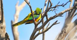 Image of an orange bellied parrot