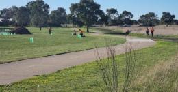 people planting trees in grass