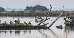 birds at Western Treatment Plant