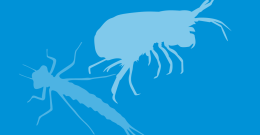 Waterbug silhouette illustration