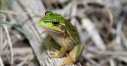 Photo credit: Dylan McClean, Ecology Australia