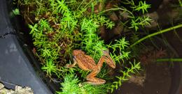 frog on plant 