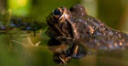 Frog swimming in water