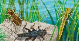 Illustration of underwater scene, with three waterbugs on a rock