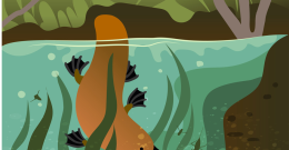 Illustration of platypus searching for waterbugs underwater