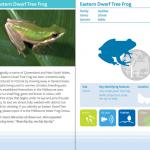 Eastern Dwarf Tree Frog - frog identification