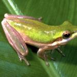 Eastern Dwarf Tree Frog