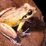 Lesueurs Frog