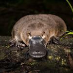 Rover the platypus