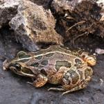 Spotted Marsh Frog