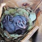 Sugar Glider in nest box