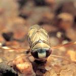 Waterboatmen waterbug