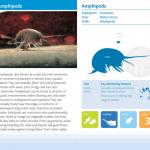 amphipods